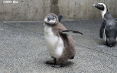 超萌！台北市立動物園迎「嬰兒潮」　6隻瀕危黑腳企鵝寶寶入托「幼兒園」