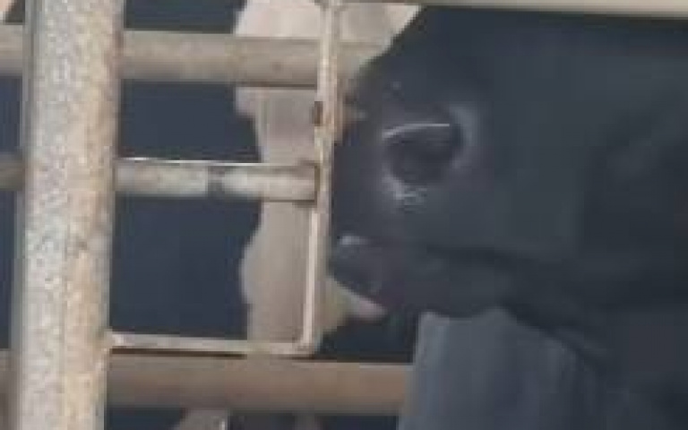 天才乳牛　用舌頭瘋狂舔舐竟成功開鎖