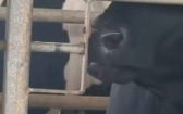 天才乳牛　用舌頭瘋狂舔舐竟成功開鎖