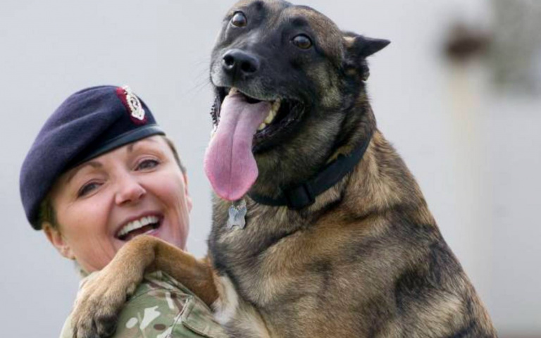 曾在阿富汗共甘苦！　牠得知軍犬將面臨安樂死「殺到現場把狗帶回家」