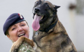 曾在阿富汗共甘苦！　牠得知軍犬將面臨安樂死「殺到現場把狗帶回家」
