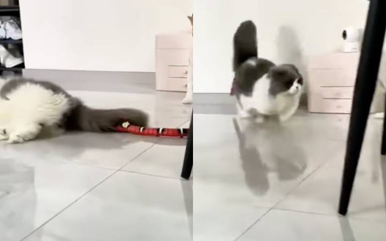 瞬間崩潰！發現假蛇爬上身　喵星人嚇到滿屋子亂竄