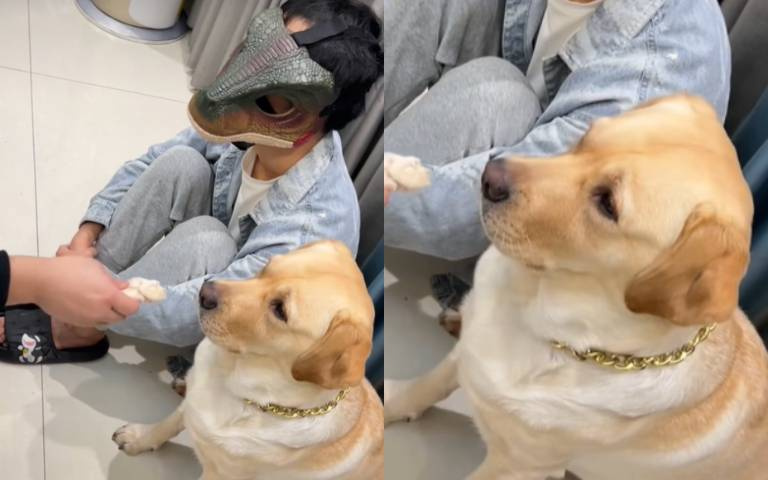 張嘴就被拖鞋尻　狗狗在旁嚇壞了「不敢吃飯」