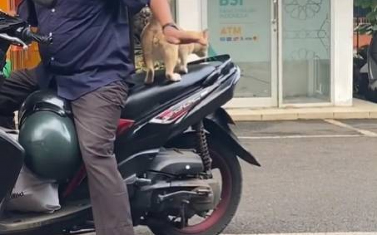 貓咪變成把妹神器？　主人要牠跳上車「邊騎邊摸逗笑女生們」