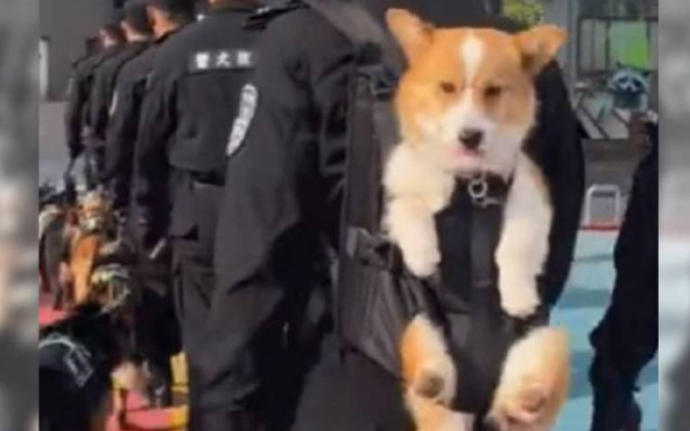 不要面子的嗎！柯基警犬出任務竟被「揹著走」　領犬員：牠腳短