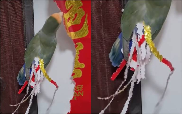 鸚鵡愛漂亮　在家東咬西啃「把自己變鳳凰」