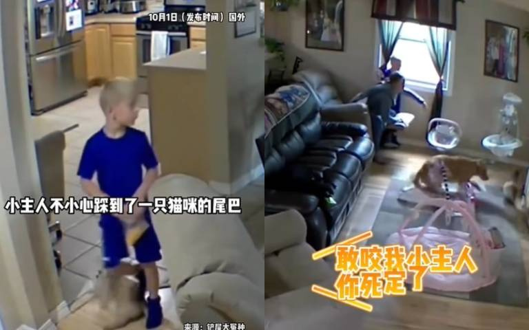 小主人不小心踩到貓尾巴！　「貓咬人、狗嚇貓」掀起一連串反應