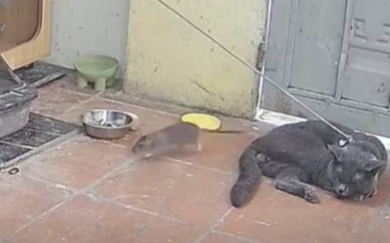 平常狗不理！老鼠闖空門…宿管變貓咪　直接生擒活捉