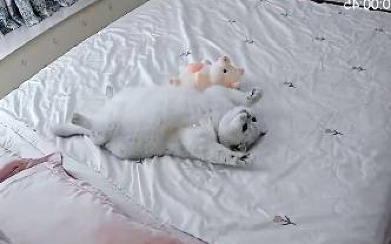 貓奴心碎！過年返鄉憂愛喵「分離焦慮」　開監視器驚見翻肚爽睡：根本度假