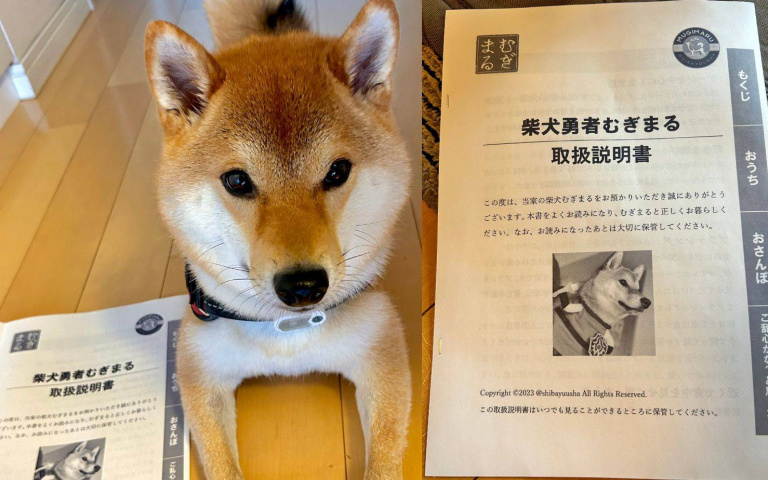 使用前請詳閱說明書!爸媽「照書養」後 主人回家卻發現柴柴變心了