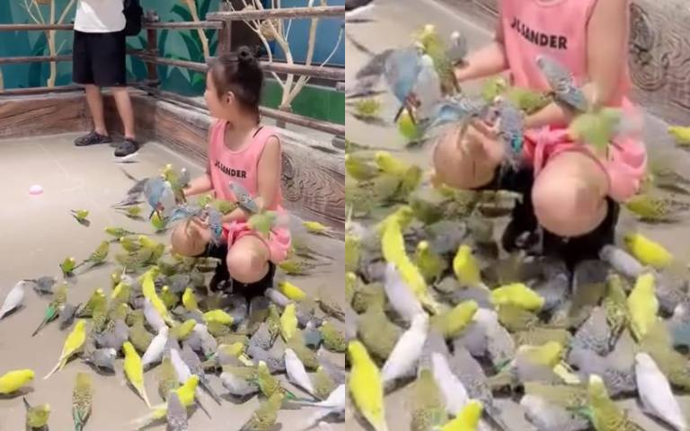 鸚鵡群團團包圍!女孩進動物園賴著不走 爸爸乾等2小時超無奈