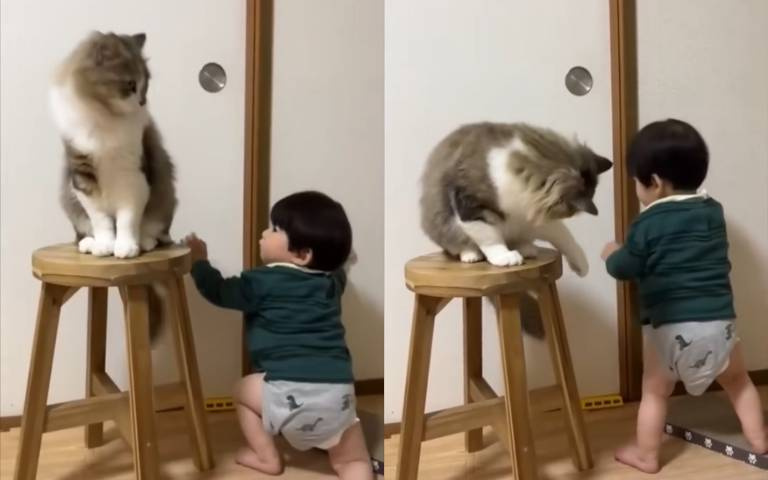 朕不允許你不准開！喵皇認真站衛兵　數次打斷小孩開門戒備森嚴