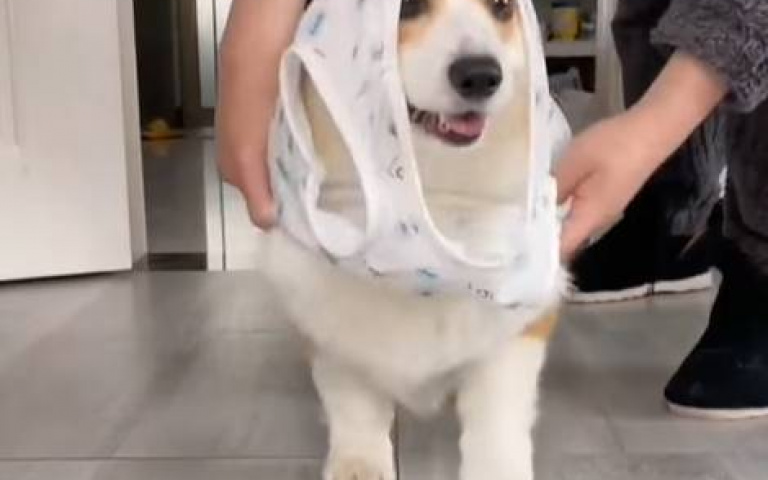 是選邊站還是選衣服穿？　爸媽讓狗狗二選一牠秒靠這邊