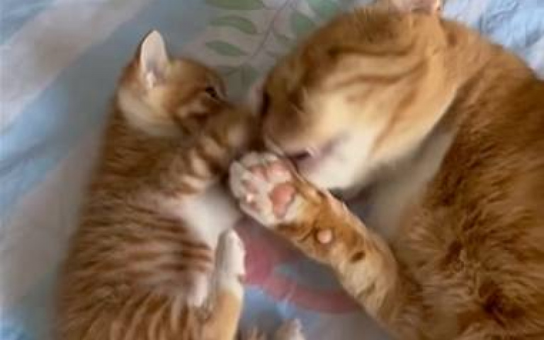 小可愛初來乍到！　橘貓老大教牠「學習當一隻貓」