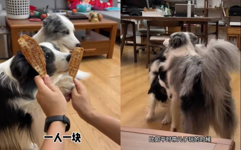 網紅邊牧怎麼相處？　兒子一定將C位讓給爸爸