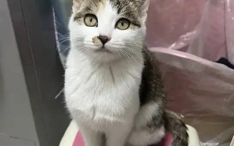 修羅場級場面！去「養新貓的同事家」聚餐　意外發現自家貓過著雙重喵生