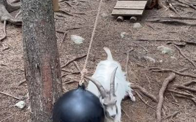山羊大秀頂上功夫　瑞典動物園這隻萌寵爆紅了