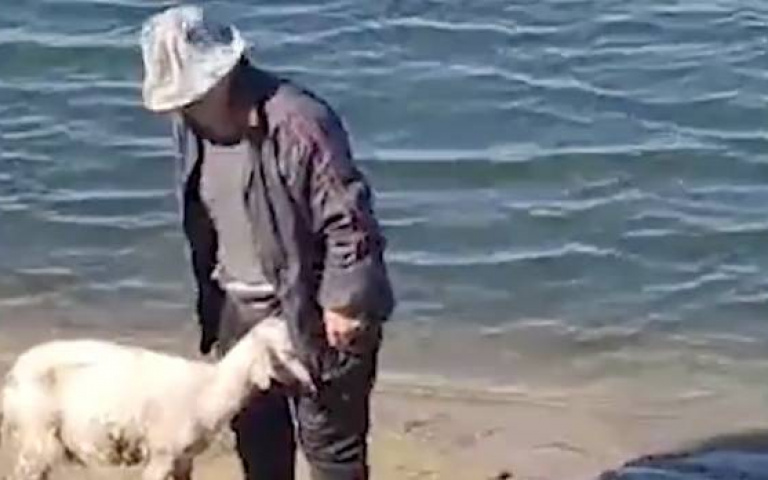 最萌救生員！牧羊犬聽到慘叫聲　英勇跳河游50Ｍ救落水掙扎小羊