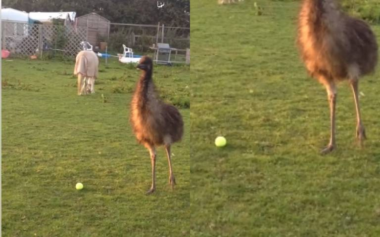 一隻不會飛的鳥　鴯鶓無法空中翱翔「地板玩球好興奮」