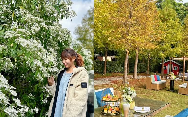 快揪姊妹！「青青食尚花園會館」推雙人英式下午茶，還能與落羽松拍美照！