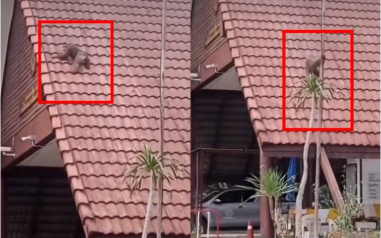 貪玩的猴！　屋頂上玩溜滑梯「一次又一次停不下來」