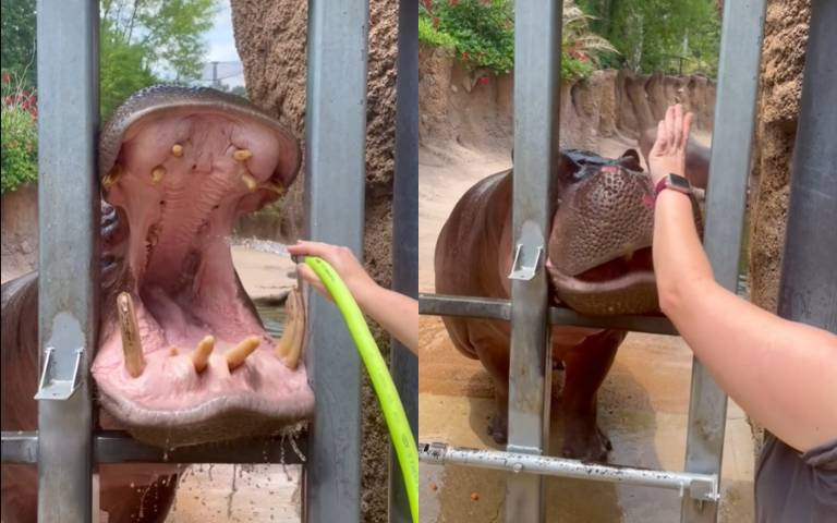 一個手勢成功馴服河馬！　牠乖乖張口「嘴裡掉出一堆殘渣」