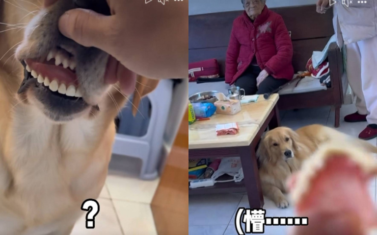 狗子大暴牙主人傻眼了…阿嬤的假牙不要亂玩！