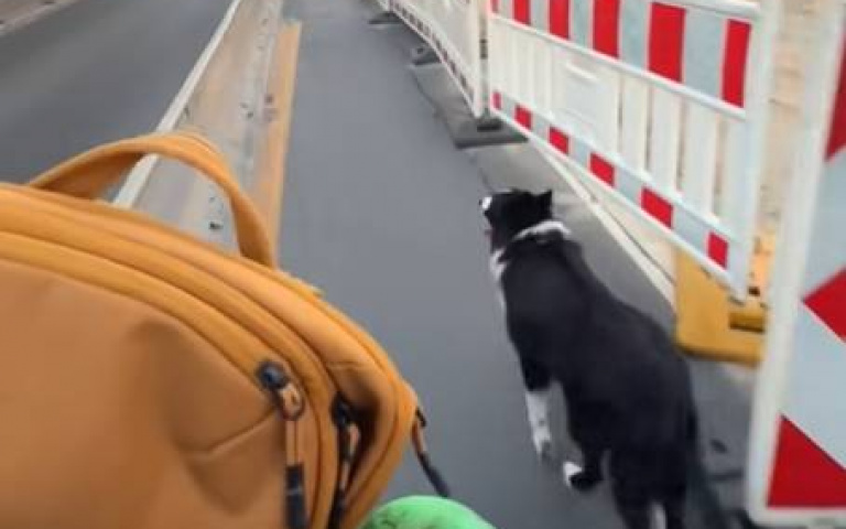 邊牧街上狂奔放電　跑一跑竟然玩起跑酷