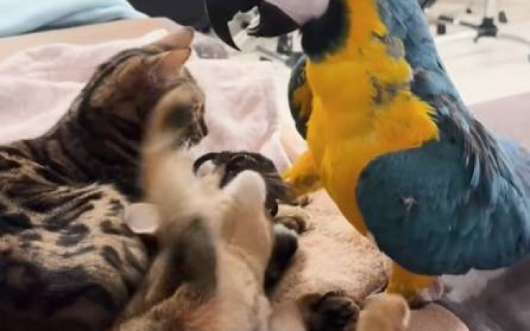 手都舉起來準備要開扁了！　貓咪最終選擇默默離開鸚鵡身旁