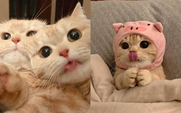 吐舌頭的貓咪好Q!但伴隨這些症狀,飼主們就要注意了!