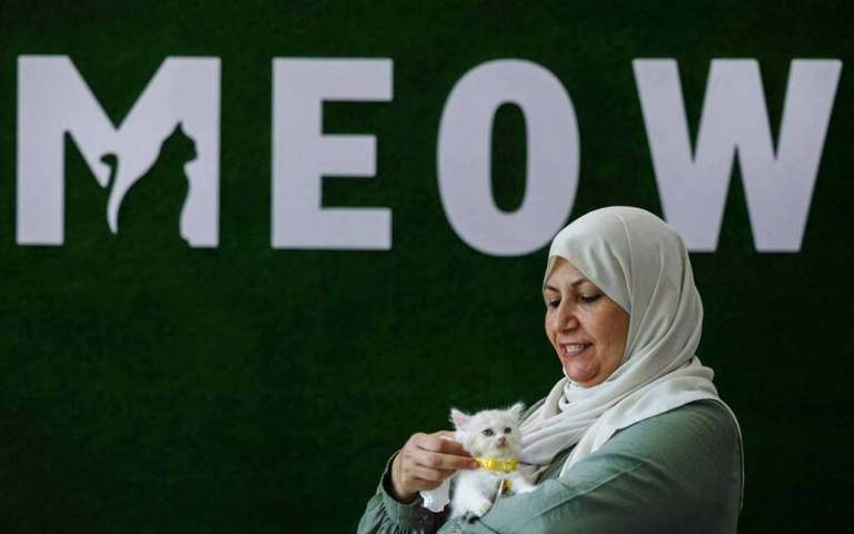 加薩走廊第一間「貓咖」開幕！為長期飽受戰火的巴勒斯坦人帶來撫慰療癒