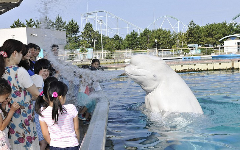 夏季遊日 就要翻玩橫濱八景島海島樂園!