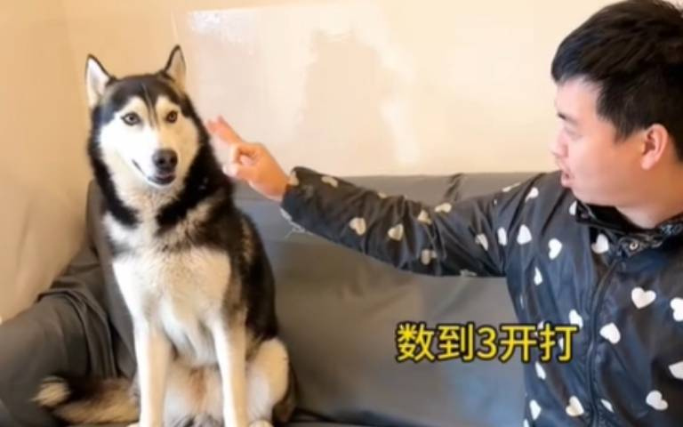 終究還是人心險惡！　主人：數到三才能打…結果他出奧步先動手