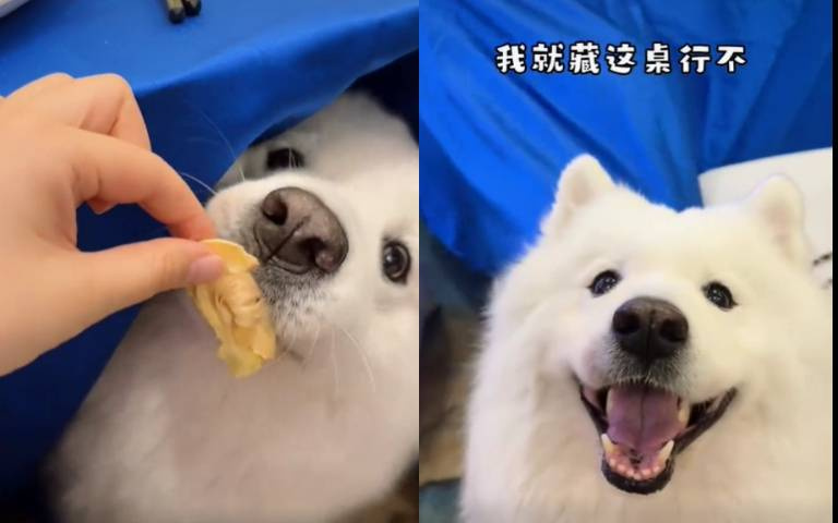 偷渡一隻薩摩耶去婚宴現場!狗子偷偷幹飯 網友怒:沒水準