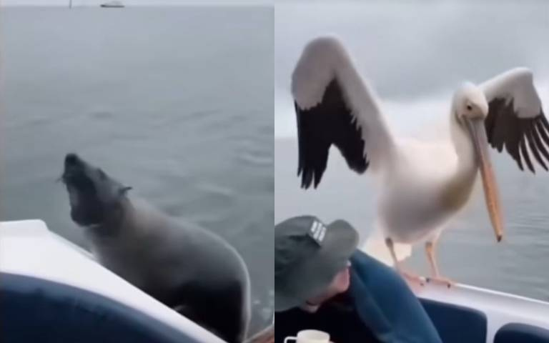 一個不想飛、一個不想游!海豹、鵜鶘搭順風車畫面曝 網笑:牠單純懶
