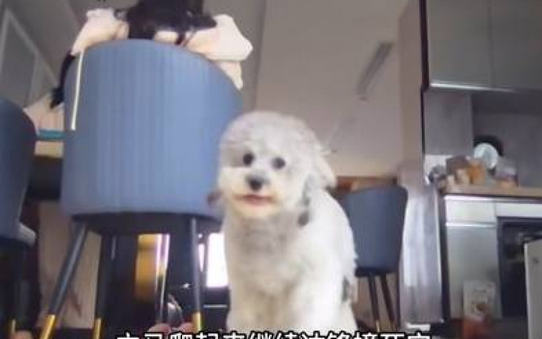 全網最記仇的狗狗！　貴賓「被打小報告後」撞爛鏡頭