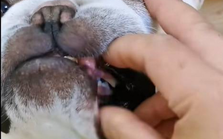 真是一條戲精狗！　主人餵藥「牠彷彿在吃美食」結果東西沒吞下去