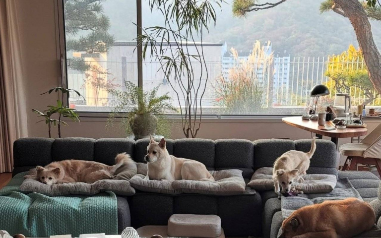 李孝利夫妻60億首爾豪宅曝光太夢幻！狗狗躺滿客廳像在高級度假村！