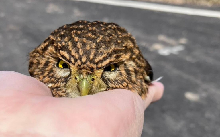 車頂長出憤怒鳥！全台最迷你貓頭鷹現蹤三芝　呆萌小葫蘆其實是森林霸王