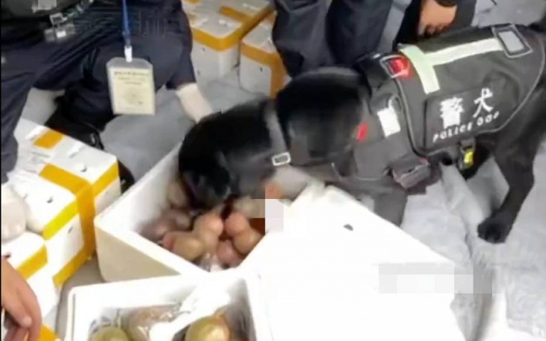 差點被當貪吃鬼！新手警犬瘋狂叼百香果　領犬員放回「驚見毒品」網友跪了