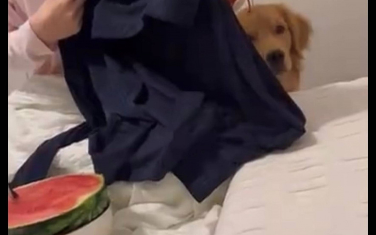 人狗諜對諜！趁阿金睡覺偷吃西瓜　瞬間被抓「人贓俱獲」