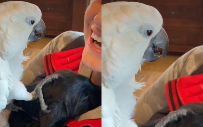 充滿愛的鸚鵡！用爪子摸摸狗勾甜喊：我愛你…網友被這件事嚇到了
