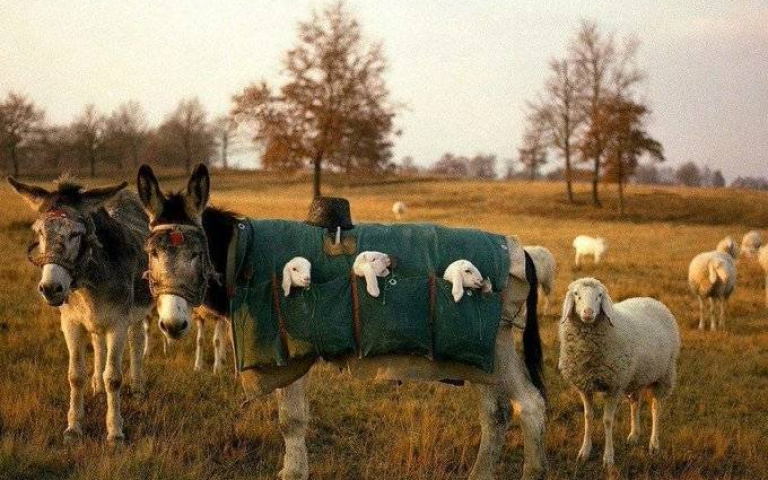 小羊們的娃娃車！載運保護新生羔羊的「驢保姆」