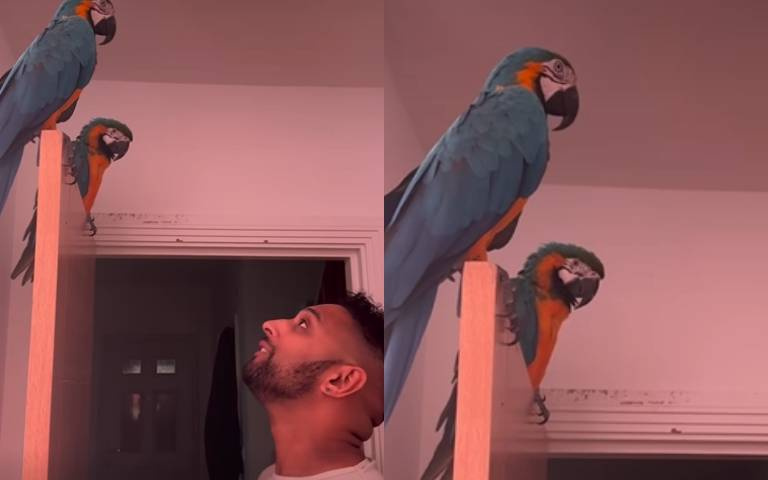 主人瘋狂搖頭+謎樣怪聲！　金剛鸚鵡竟能完美復刻