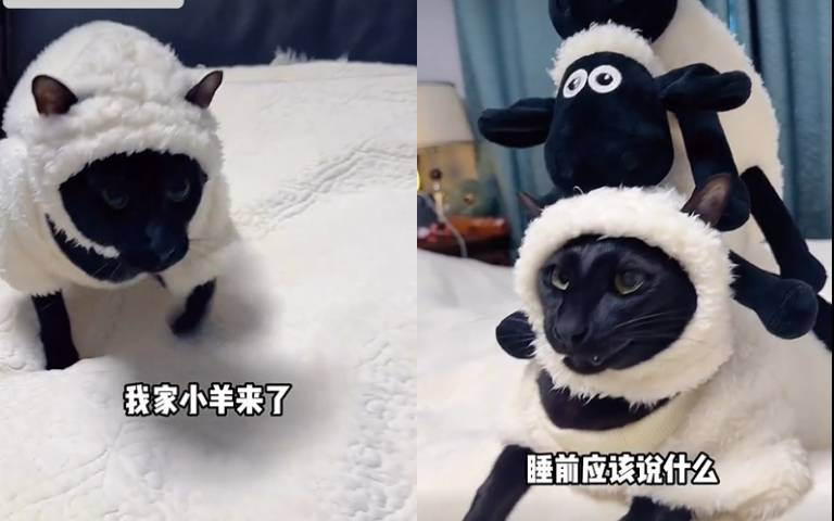 迷你「笑笑羊」現蹤？！　牠快腳跳上床…竟然是一隻白皮黑貓
