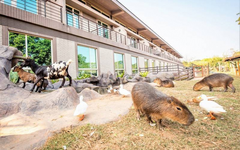 毛小孩家庭注意！和平島地質公舉辦「動物派對」，快來與寵物一同體驗SUP！