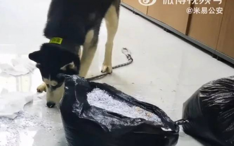 拆家拆到派出所！走失二哈大鬧警局　大叔見滿地紙屑嚇傻：我有栓啊