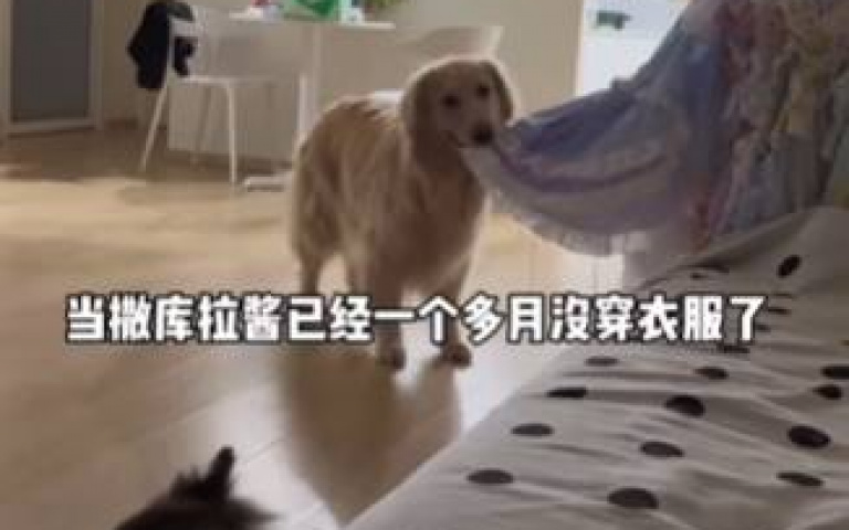這隻愛慕虛榮的狗狗! 主人送包包牠立馬「拎起自我欣賞」