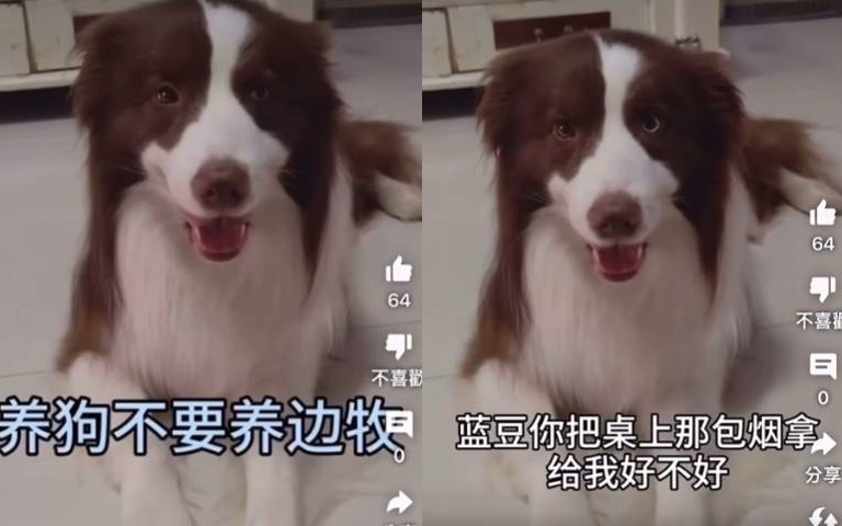 有吃的就什麼都可以? 邊牧看到肉「拿菸、轉圈、裝死」樣樣行
