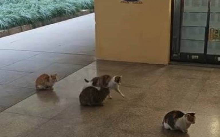貓界奇景!領飯時乖乖排隊 唯獨牠沒禮貌「當場被教訓」